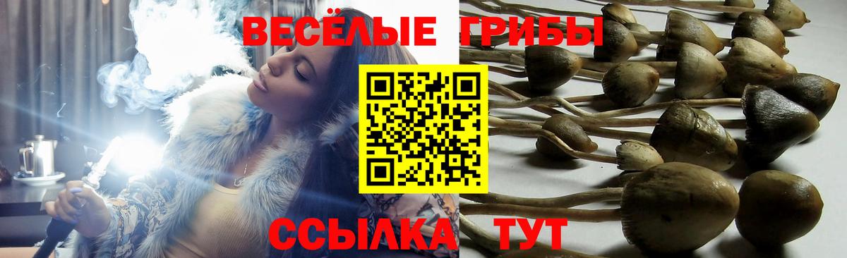 Псилоцибиновые грибы Psilocybine cubensis Славгород
